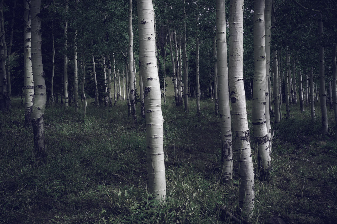 Aspen Grove in Brighton Utah