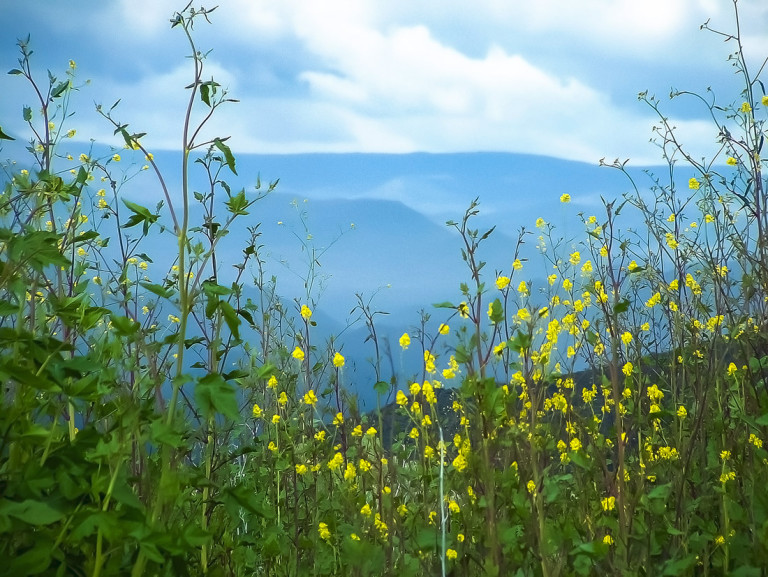 Arizona Black Canyon City Flower View