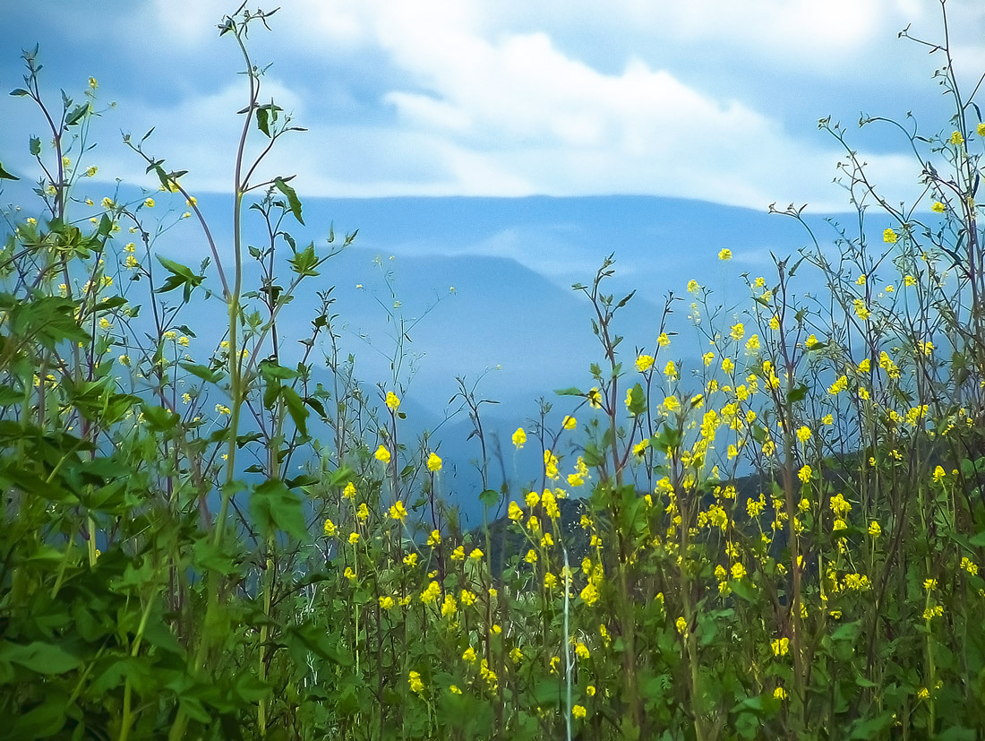 Arizona Black Canyon City Flower View