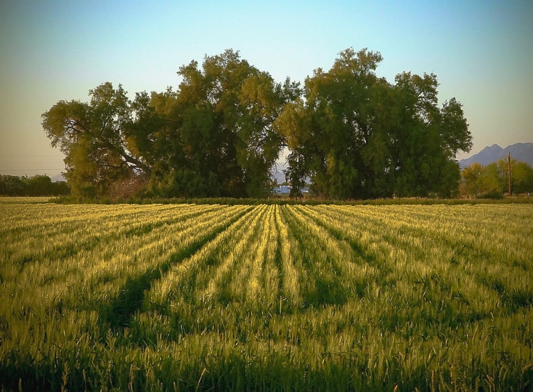 Arizona Tempe Farm